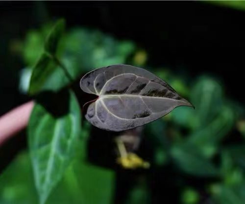 Anthurium regale × magnificum