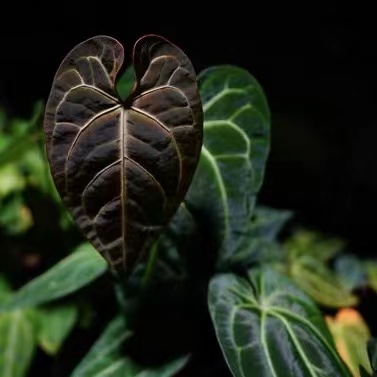 Anthurium regale × magnificum