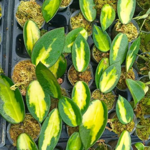 (Rare) Hoya suet jade variegated