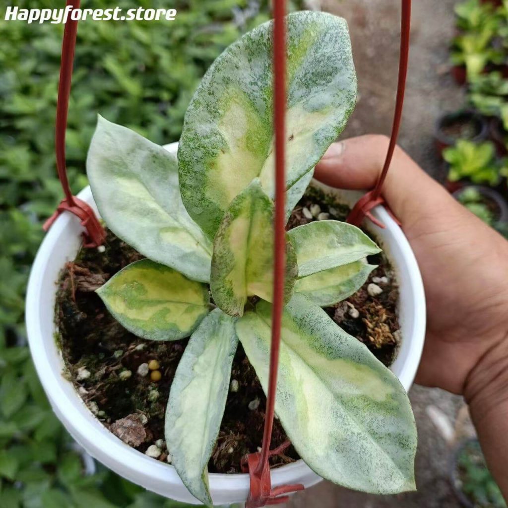 Hoya Carnosa For Sale