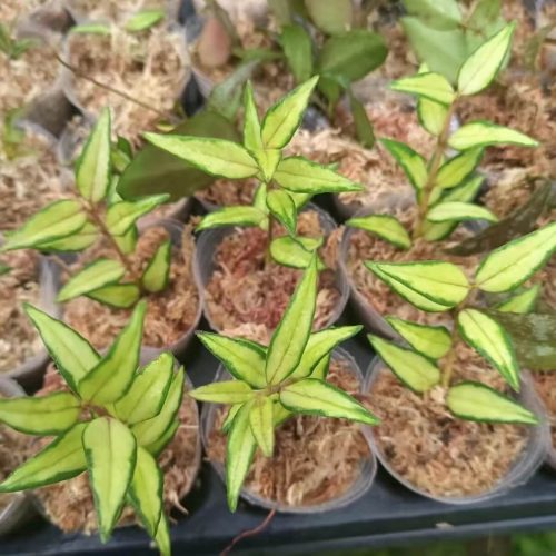 Hoya bella Luis Bois (Hoya bella variegata)