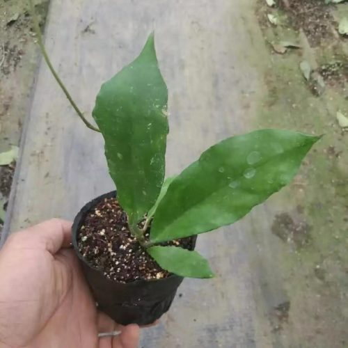 Hoya cardiophylla wavy leaf