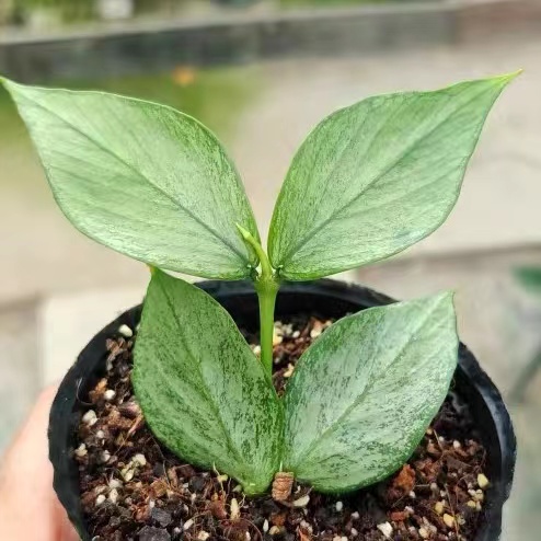 (Rare) Hoya polyneura broget