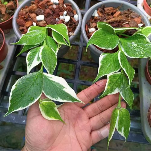 (Rare) Hoya polyneura albomarginata