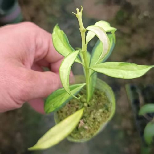 (Rare) Hoya yingjiangensis variegated