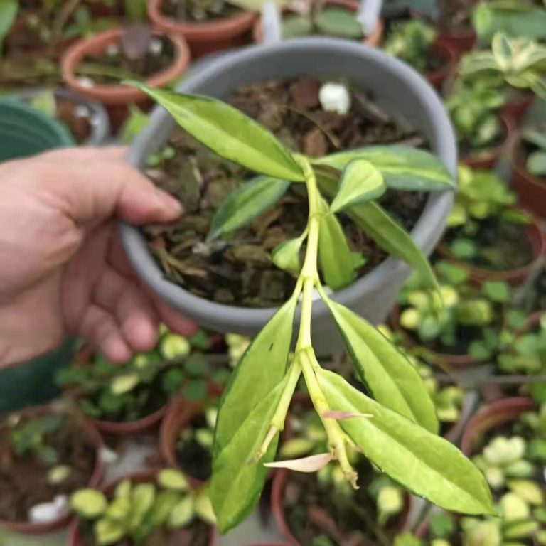 rare-hoya-yingjiangensis-variegated-for-sale-happyforeststore