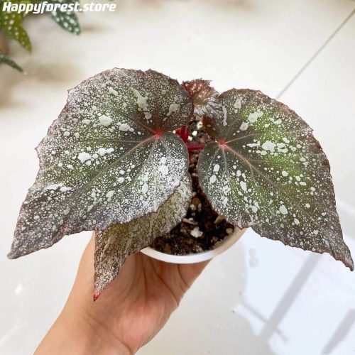 Begonia yukon frost