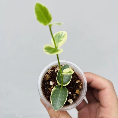 (Rare) Hoya cumingiana albomarginata