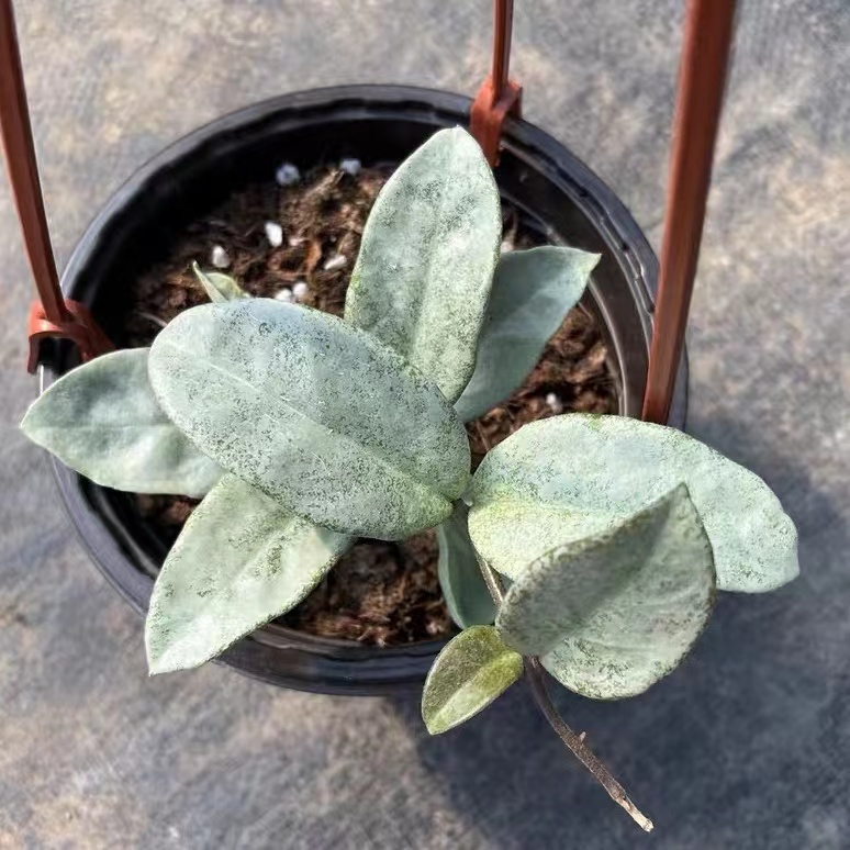 (Rare) Hoya nova ghost