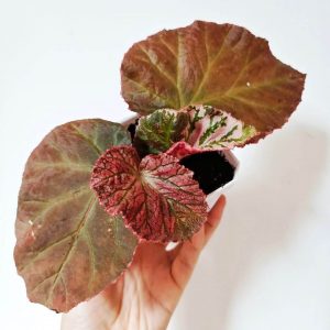 begonia-for-sale-happyforeststore