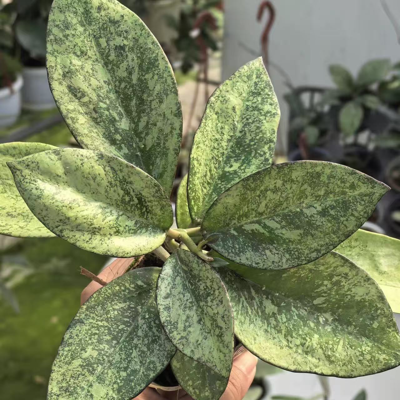 Rare) Hoya Icensis Splash for sale - HappyForestStore