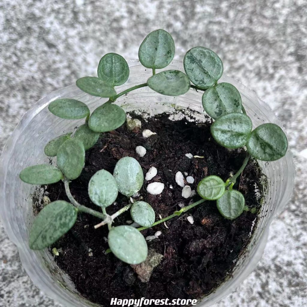(Rare) Hoya serpens silver for sale HappyForestStore