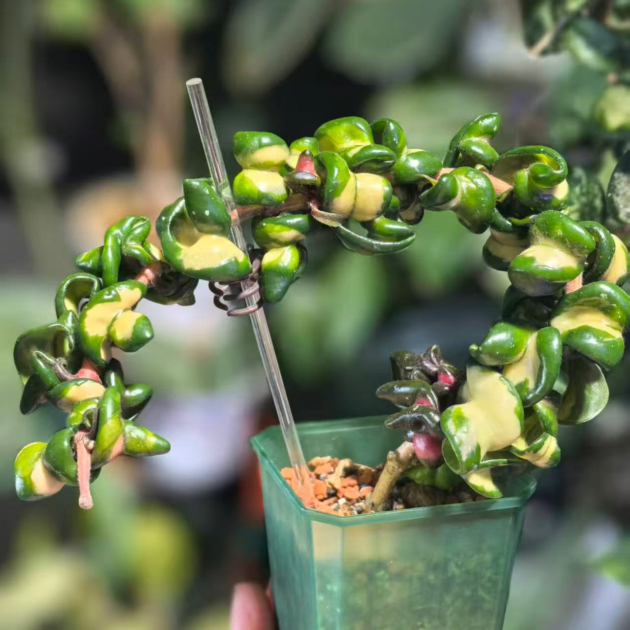 Hoya compacta deepgreen variegated