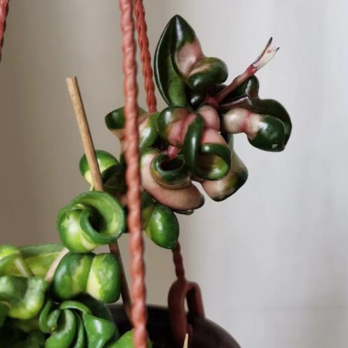 (Rare) Hoya compacta deepgreen variegated