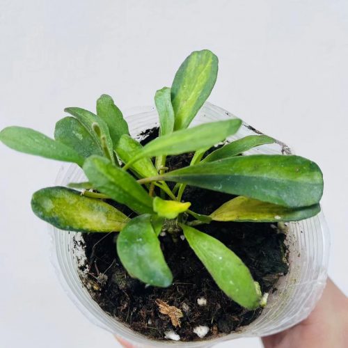 Hoya manipurensis variegata