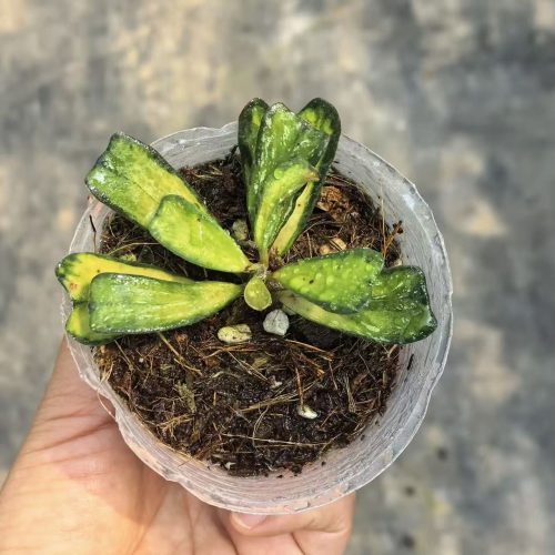 Hoya manipurensis variegata