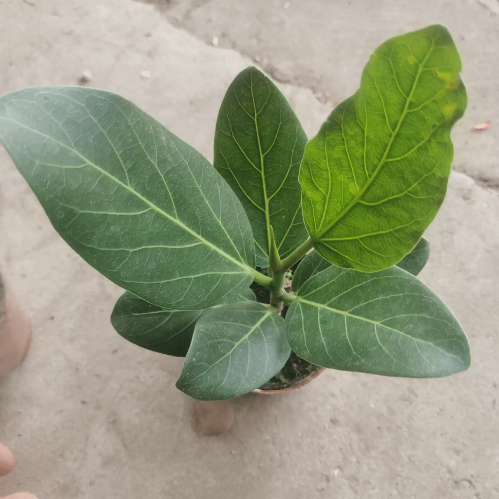 Tissue Culture Plants for sale HappyForestStore