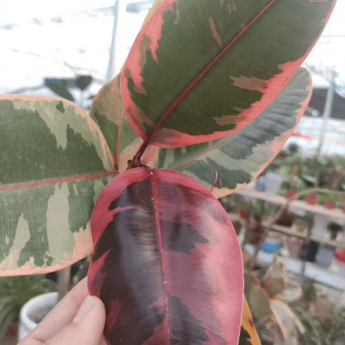 Ficus Elastica Ruby Tissue Culture