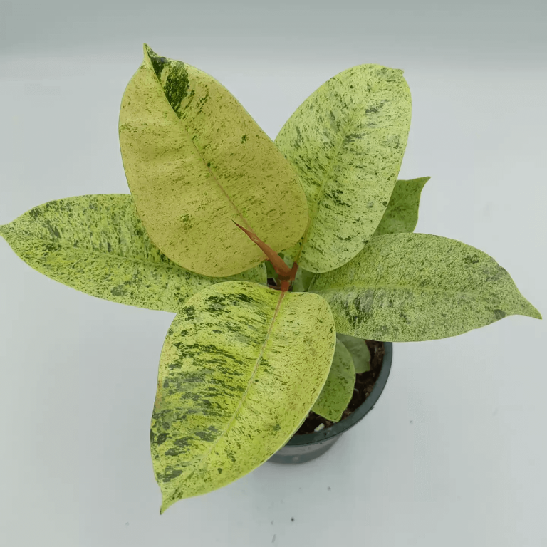 Tissue Culture Plants for sale HappyForestStore