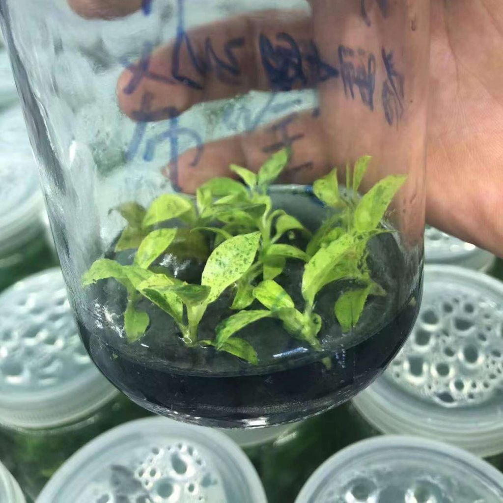 Tissue Culture Plants for sale HappyForestStore