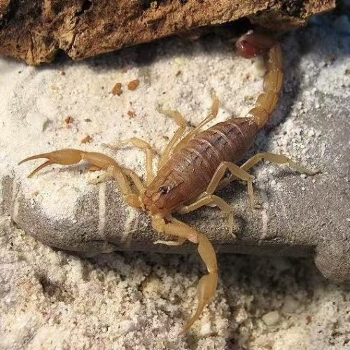Hottentotta Tamulus (Indian red scorpion)