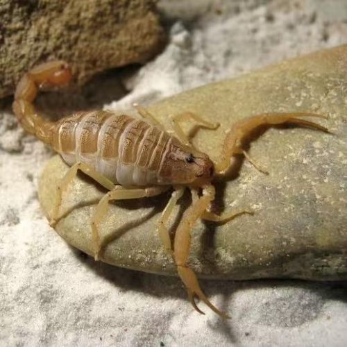 Hottentotta Tamulus (Indian red scorpion)