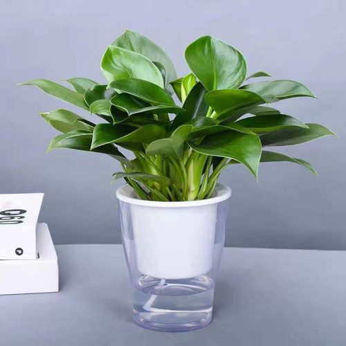 Philodendron Green Princess Tissue Culture