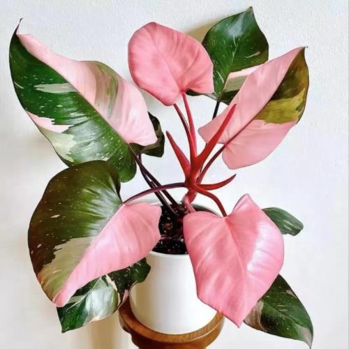 Philodendron Pink Princess Tissue Culture