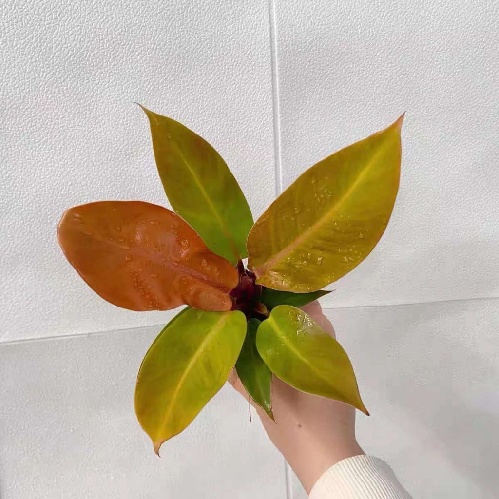 Philodendron Sun Red Tissue Culture for Sale HappyForestStore