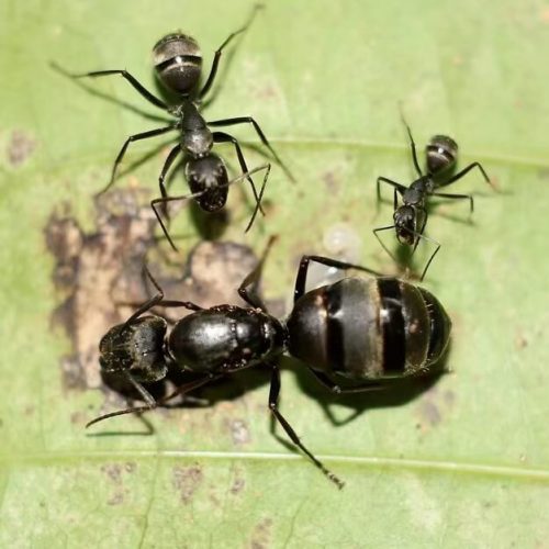 Camponotus pseudolendus