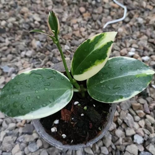 Hoya Para albomarginata