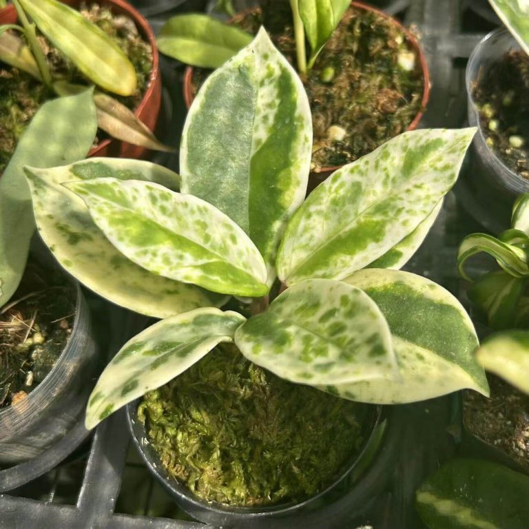 (Rare) Hoya carnosa Madara for sale - HappyForestStore