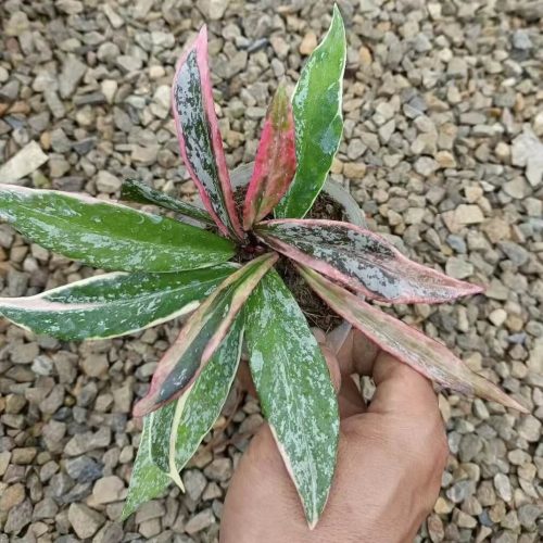 (Rare) Hoya Pubicalyx Pink Silver albomarginata splash