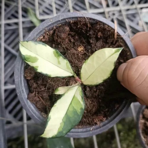 (Rare) Hoya Crassipetiolata Variegated