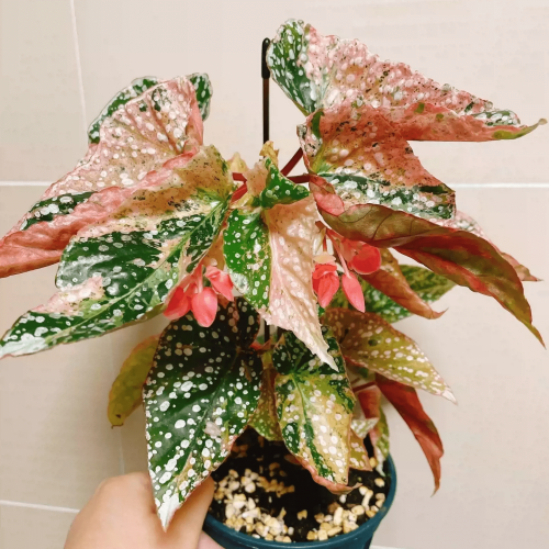 Begonia Snow Capped Variegated