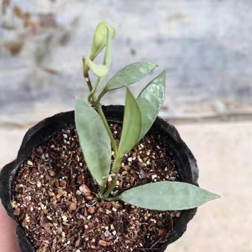 (Rare) Hoya lacunosa full silver
