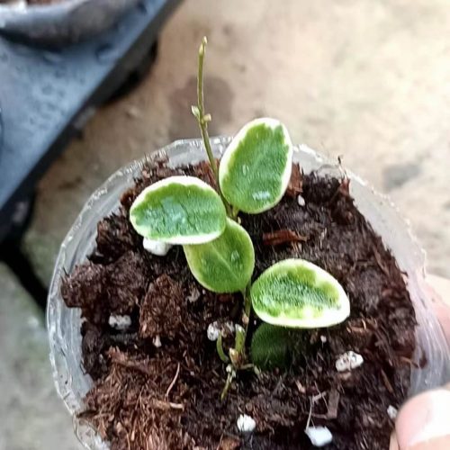 (Rare) Hoya serpens albomarginata