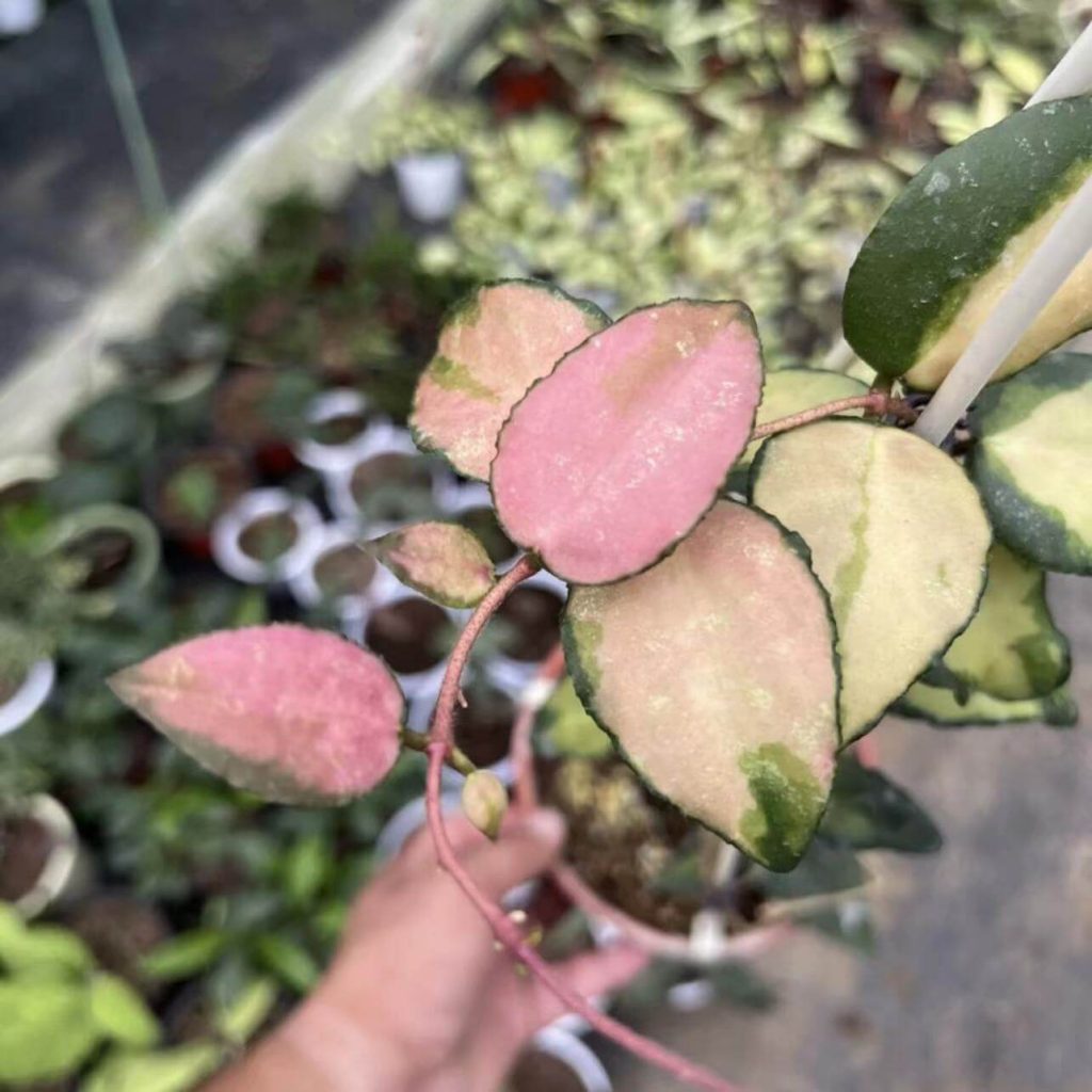 Hoya Callistophylla main image 1