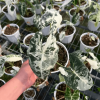 Alocasia Frydek Variegata 0.5 Gallon
