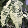 Alocasia Frydek Variegata