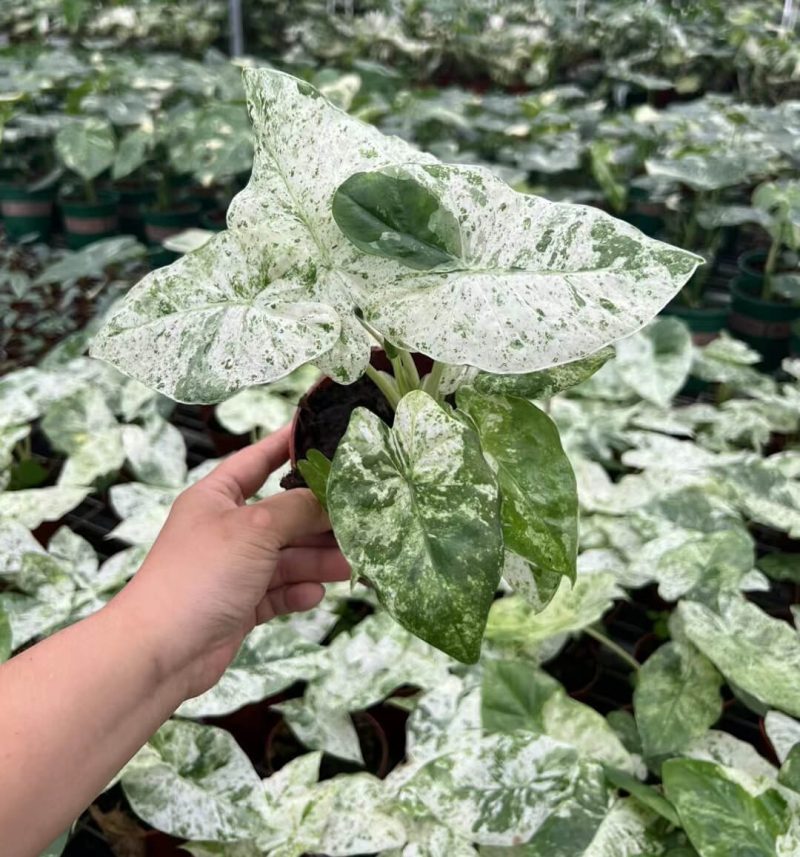 Alocasia Macrorrhizos Camouflage Variegata