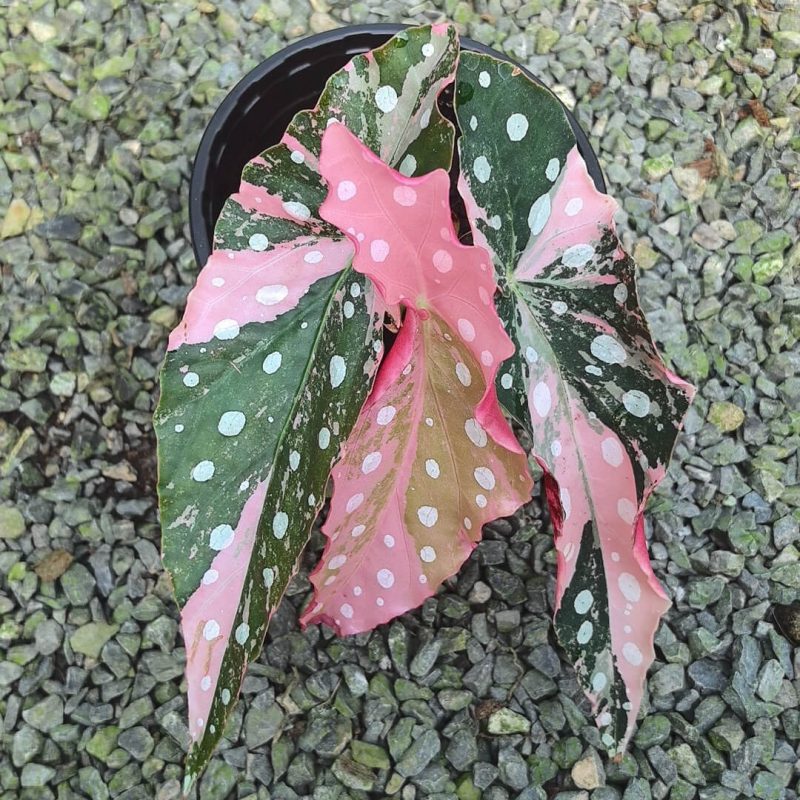 Begonia Maculata Pink Variegated