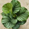 Calathea Orbifolia