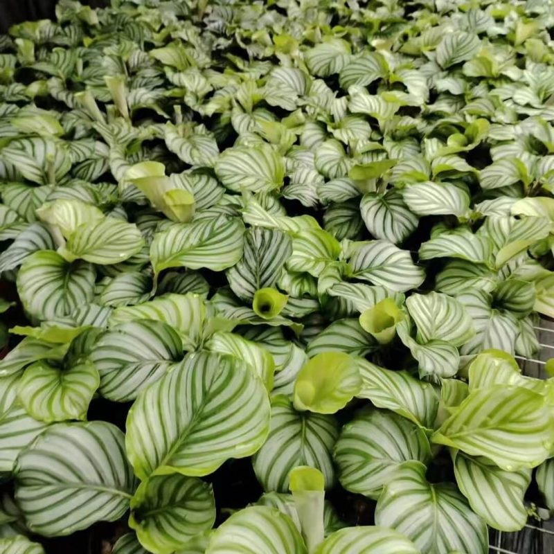 Calathea Orbifolia for Sale