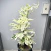 Epipremnum Pinnatum Marble Variegated