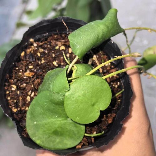 (Rare) Hoya imbricata green