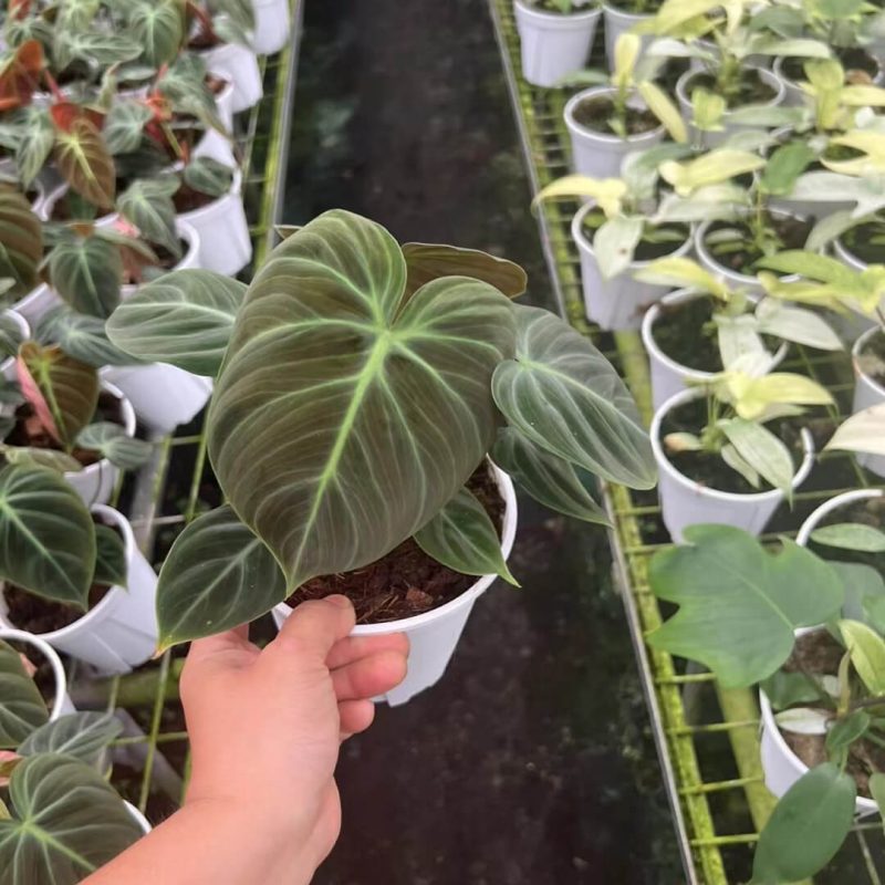 Philodendron Rubrijuvenile 'El Choco Red' 1 gallon