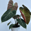 Philodendron Rubrijuvenile 'El Choco Red'