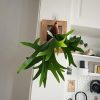 Staghorn Fern (Platycerium bifurcatum)