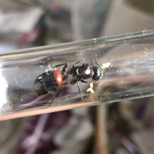 Camponotus obscuripes